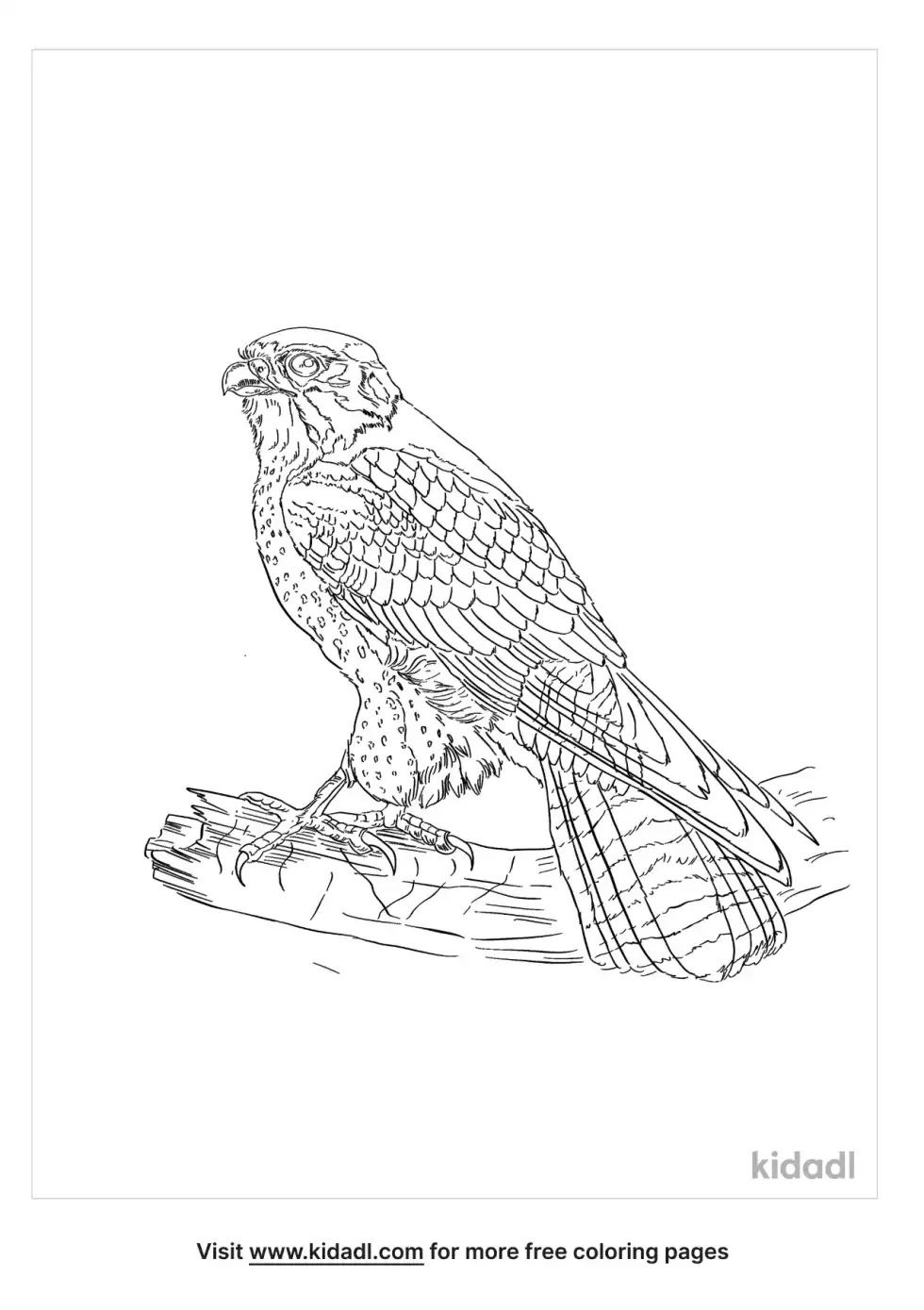 Chinese Sparrowhawk Coloring Page