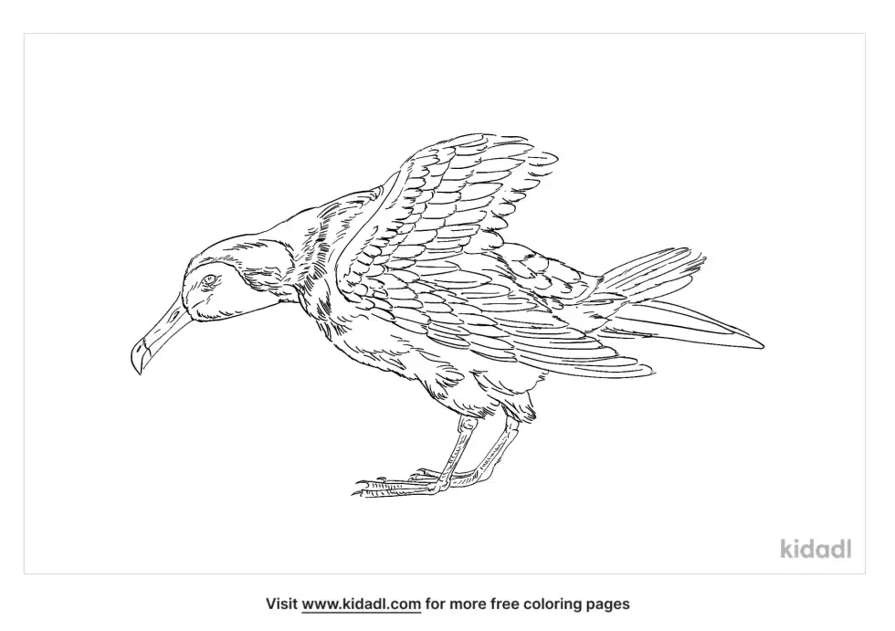 Amsterdam Albatross Coloring Page