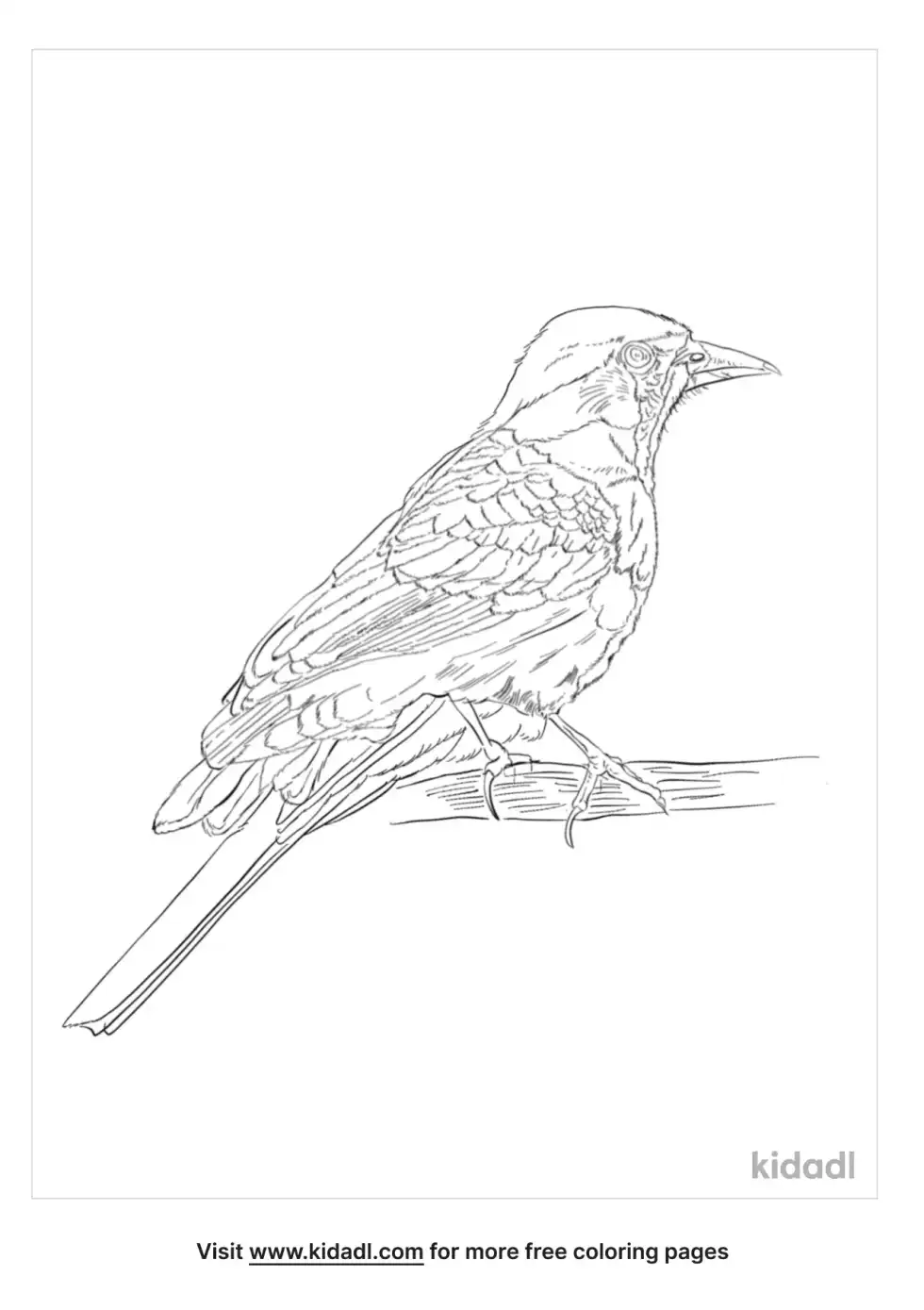 Tawny Pipit Coloring Page