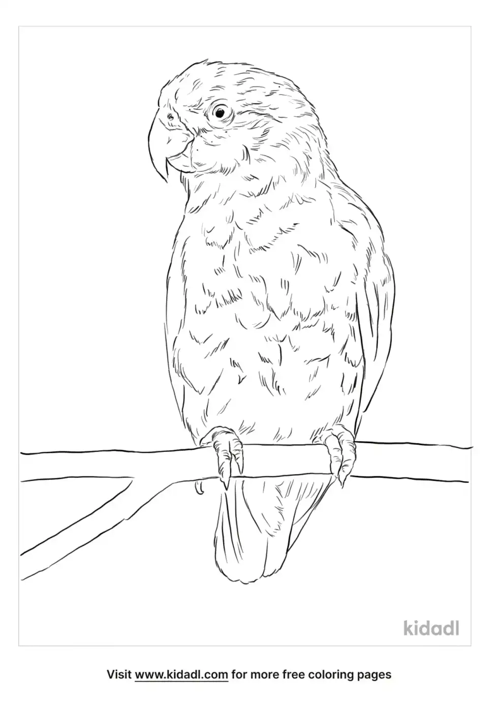 Brown-Headed Parrot Coloring Page