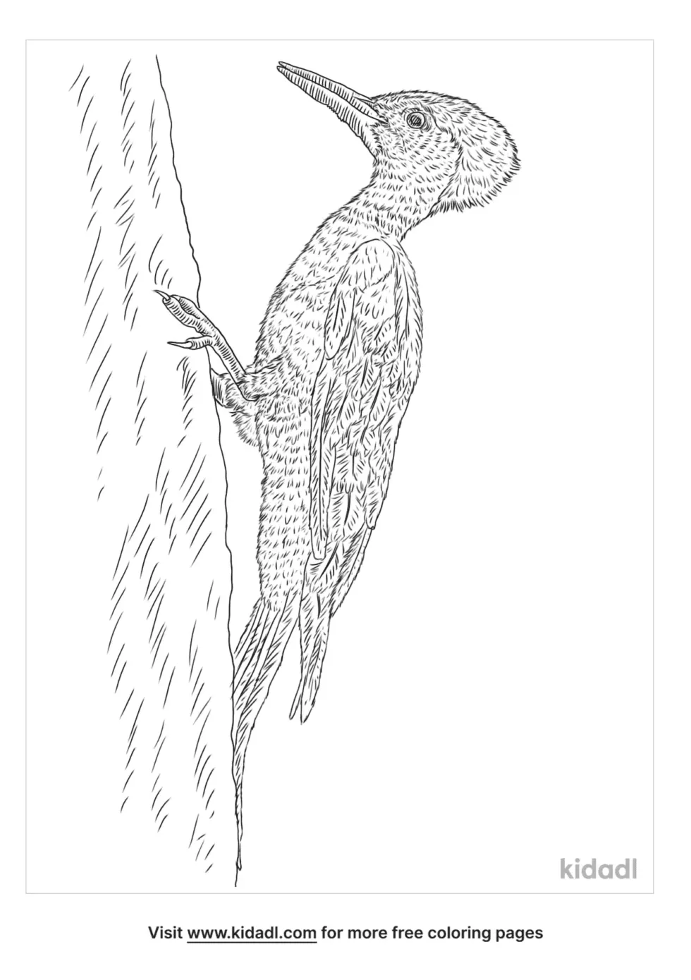 White Bellied Woodpecker