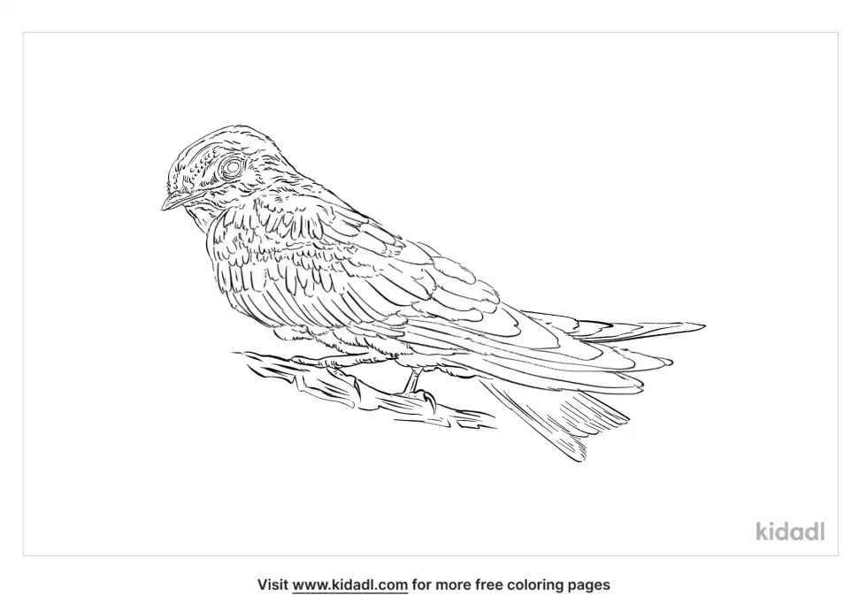 Edible Nest Swiftlet Coloring Page