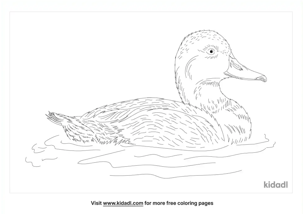 Redhead Duck Coloring Page