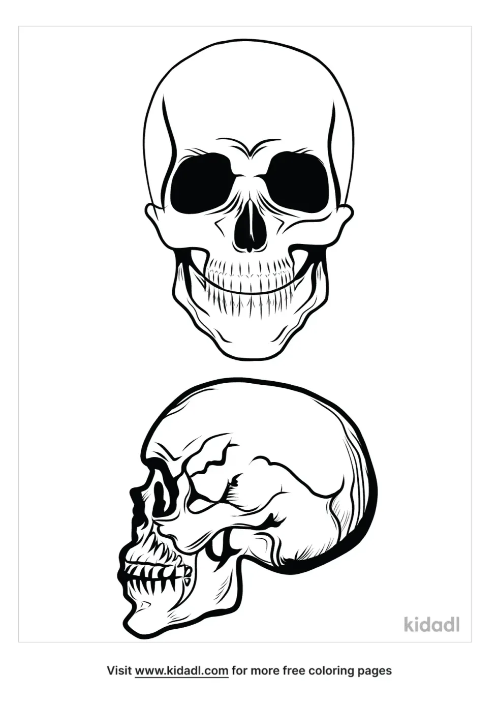 Human Skull Front And Side View