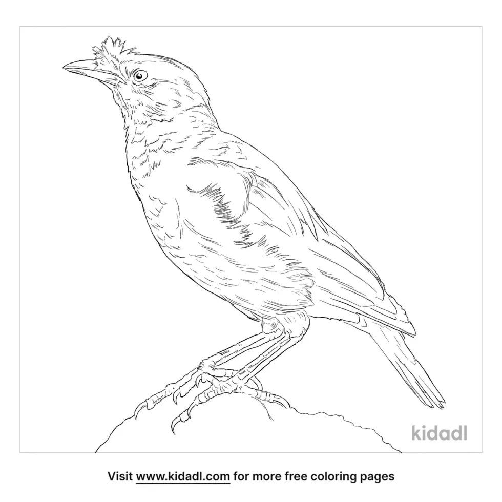 Crested Myna Coloring Page