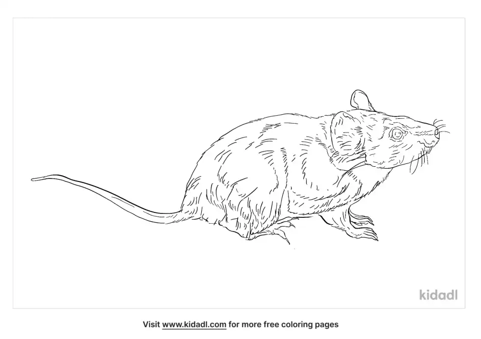 Ryukyu Mouse Coloring Page