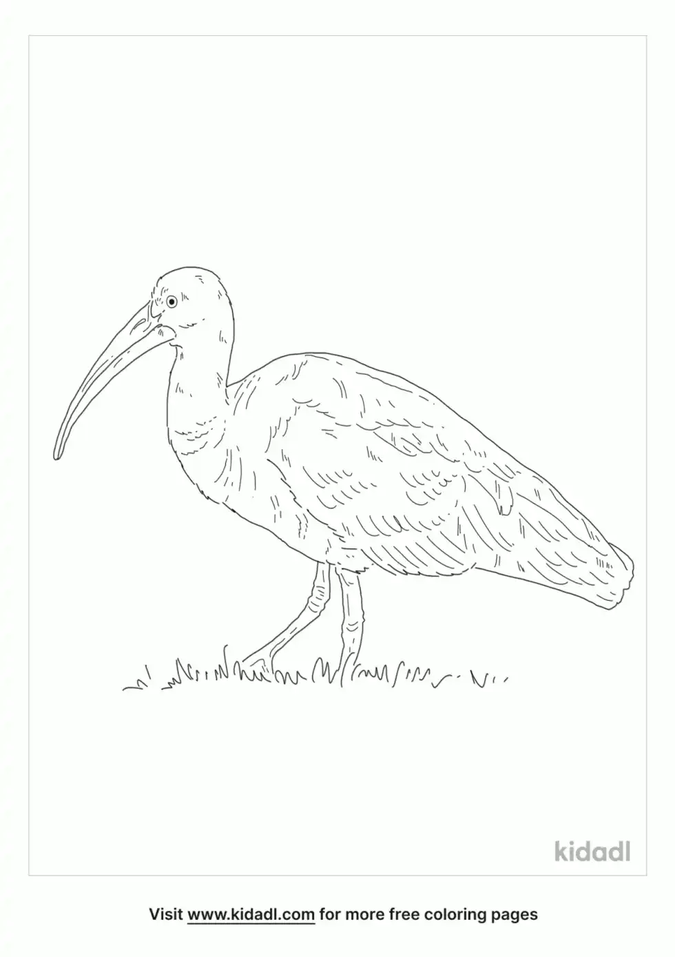 Hadada Ibis Coloring Page