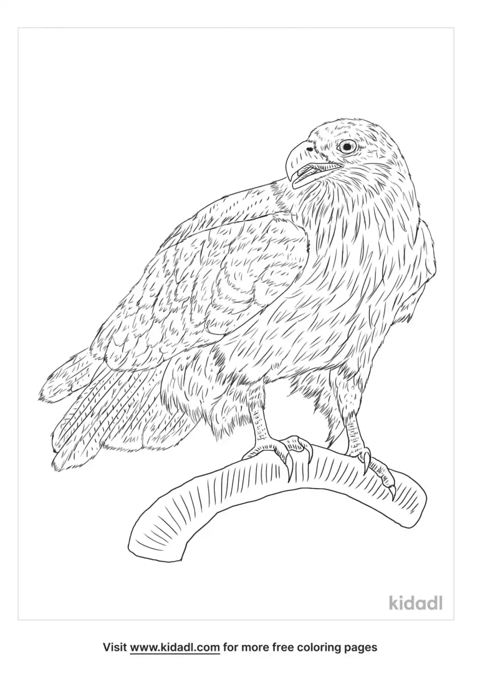 Brahminy Kite Coloring Page