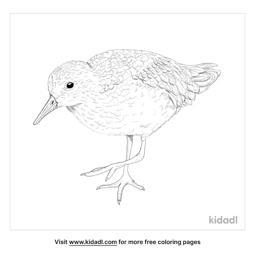 Semipalmated Sandpiper Coloring Page