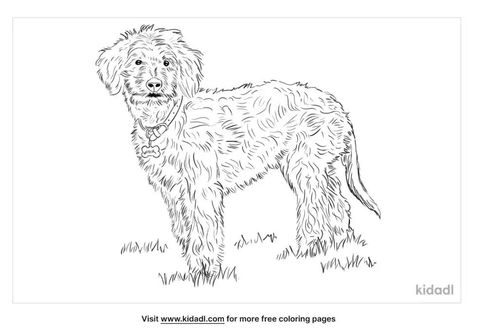 Aussiedoodle Coloring Page