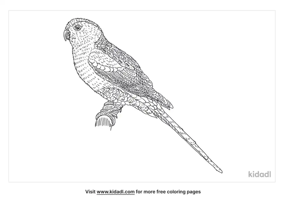 Paradise Parrot Coloring Page