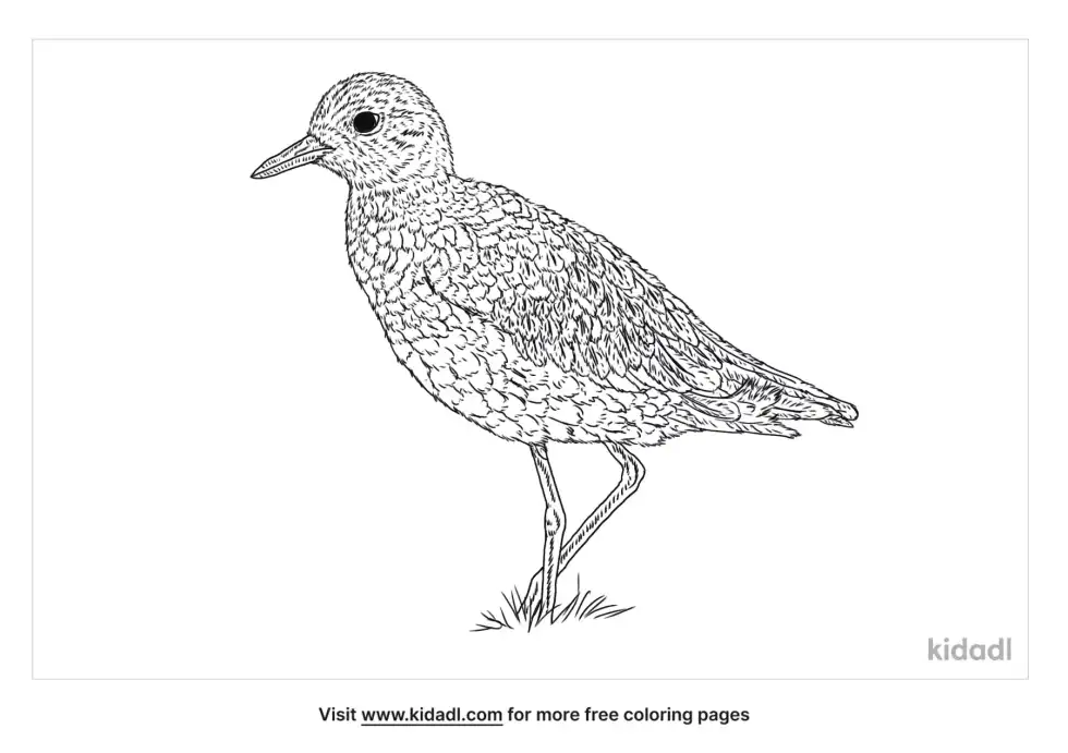 Pacific Golden-Plover Coloring Page