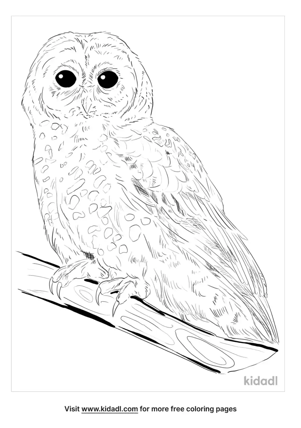 California Spotted Owl Coloring Page