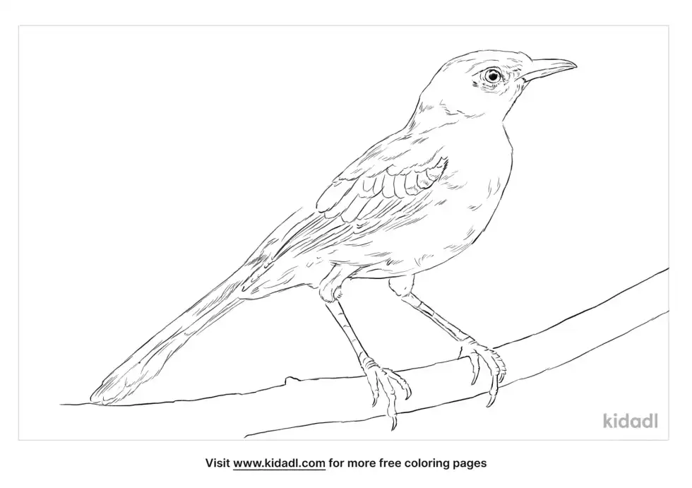 Tropical Mockingbird Coloring Page