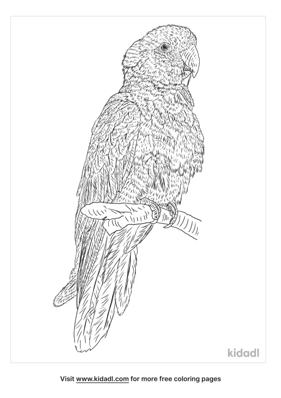 Burrowing Parrot Coloring Page