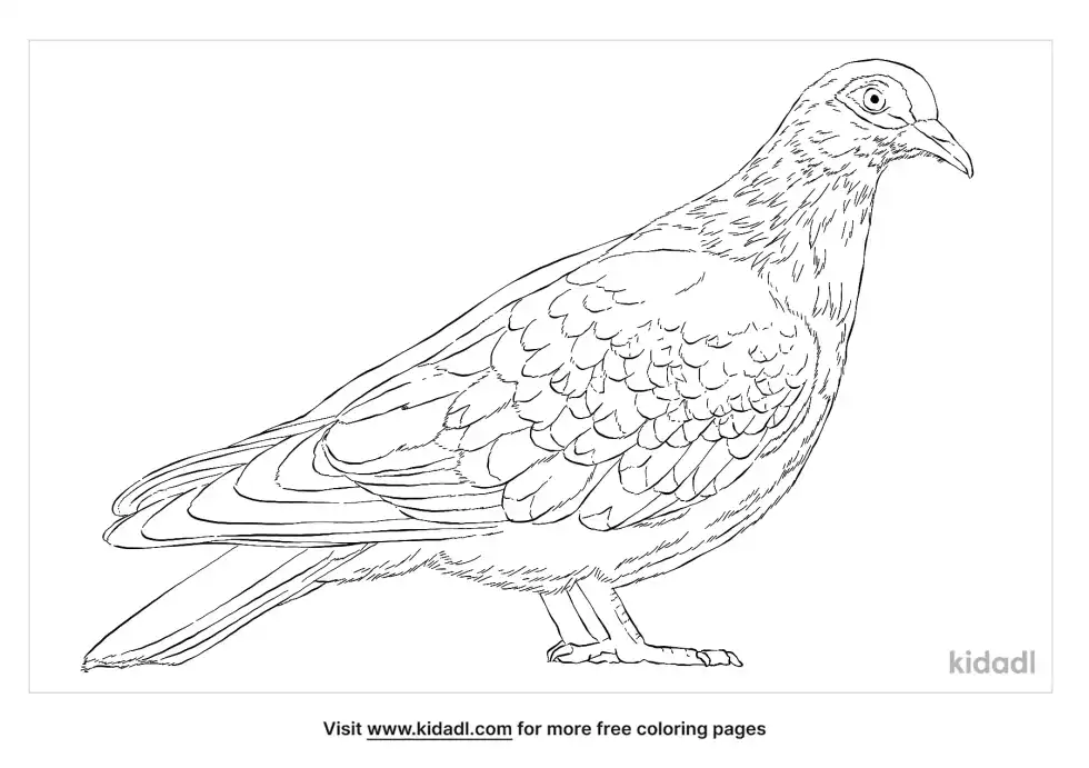 Speckled Pigeon Coloring Page