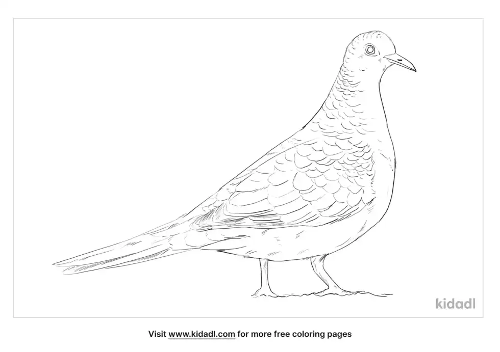 Bar-Shouldered Dove Coloring Page