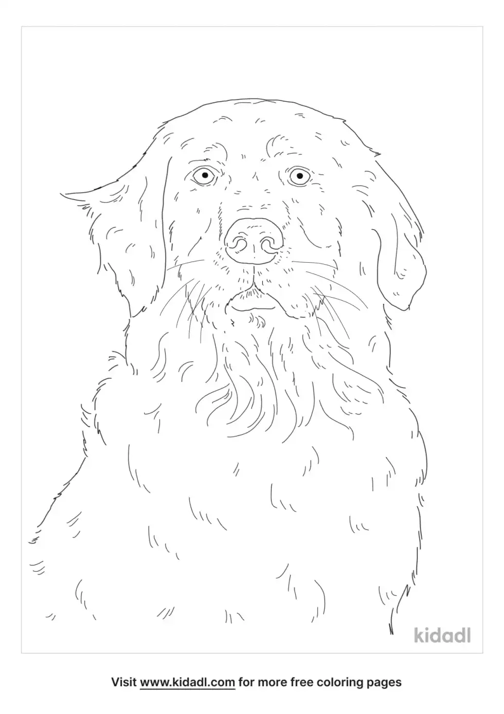 Golden Mountain Dog Coloring Page