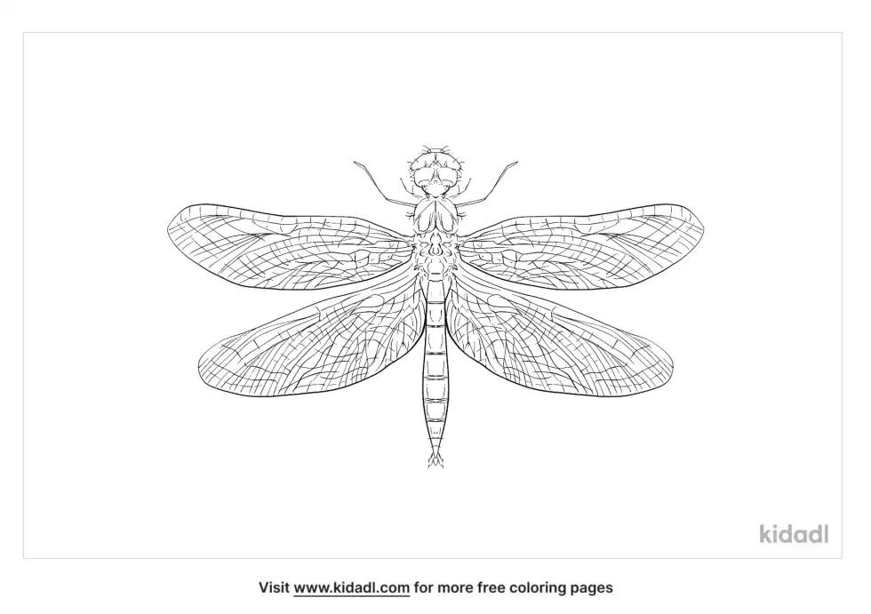 Eastern Amberwing Coloring Page