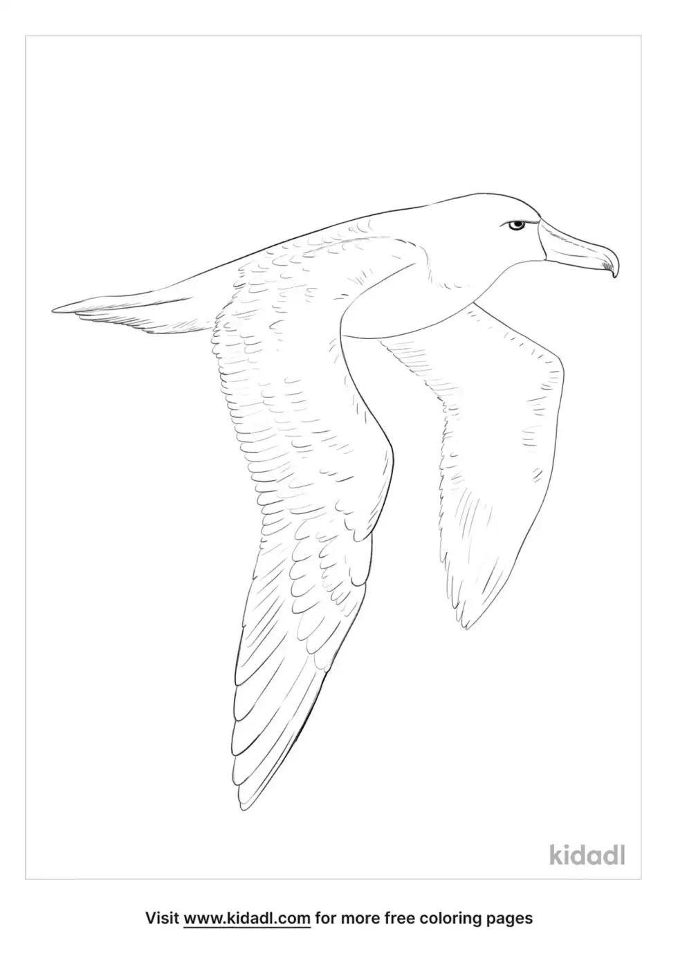 Chatham Albatross Coloring Page