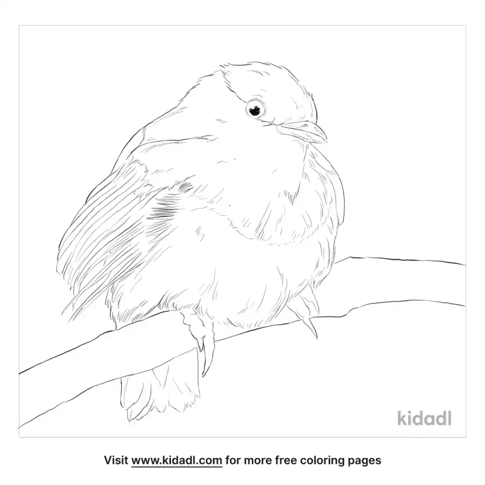 White Collared Manakin Coloring Page