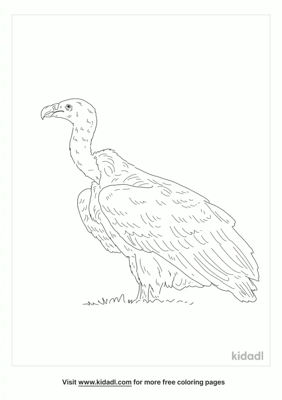 Whitebacked Vulture Coloring Page