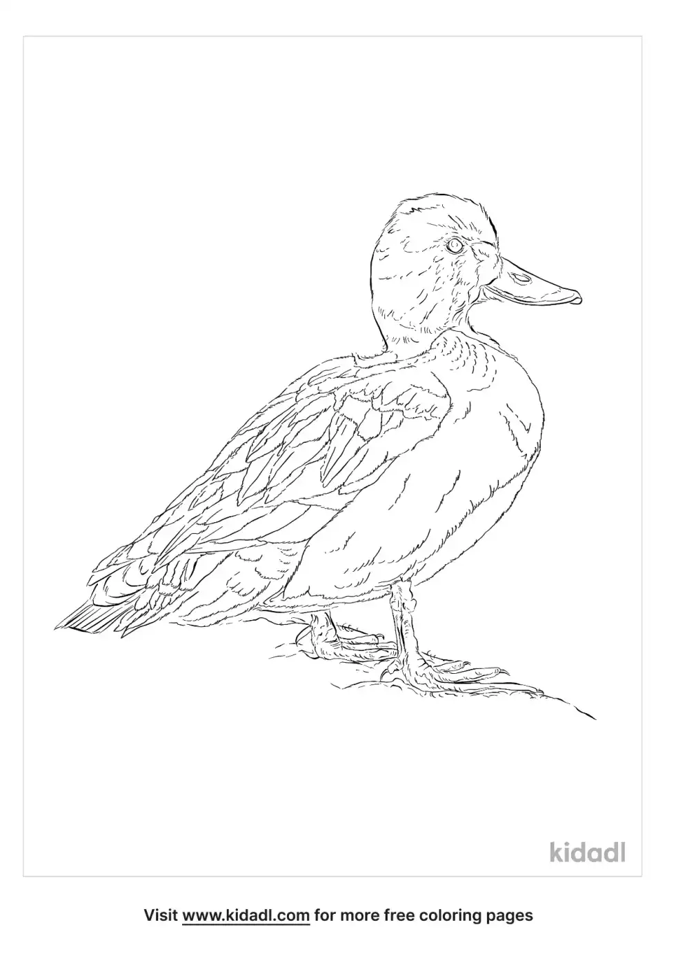 Lesser Scaup Coloring Page