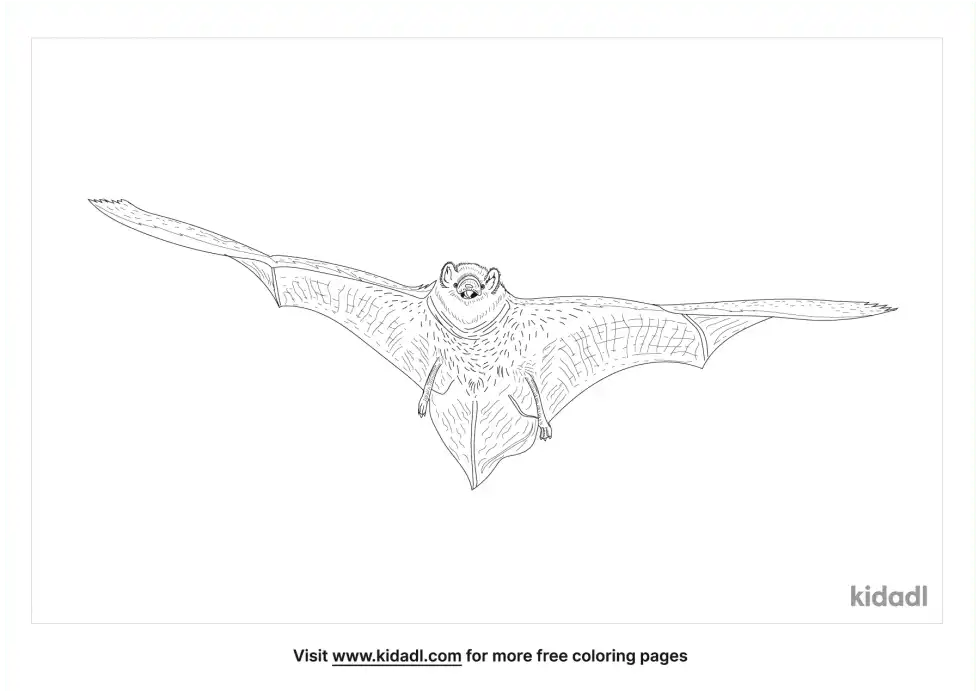 Seminole Bat Coloring Page