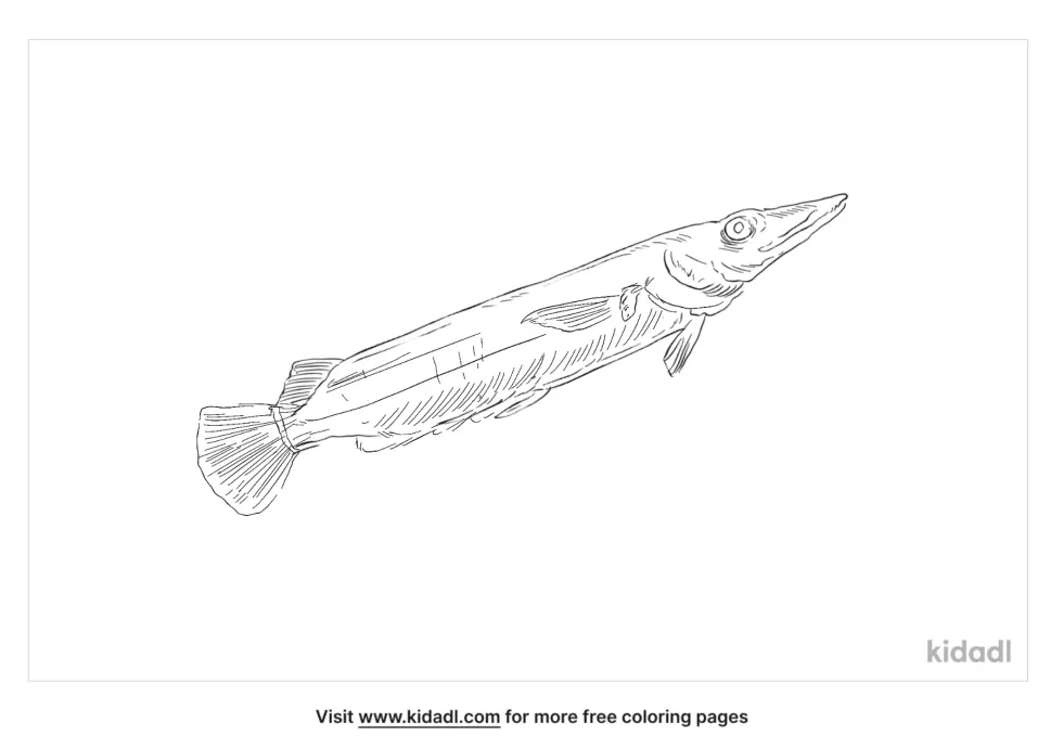 Celebes Halfbeak Coloring Page