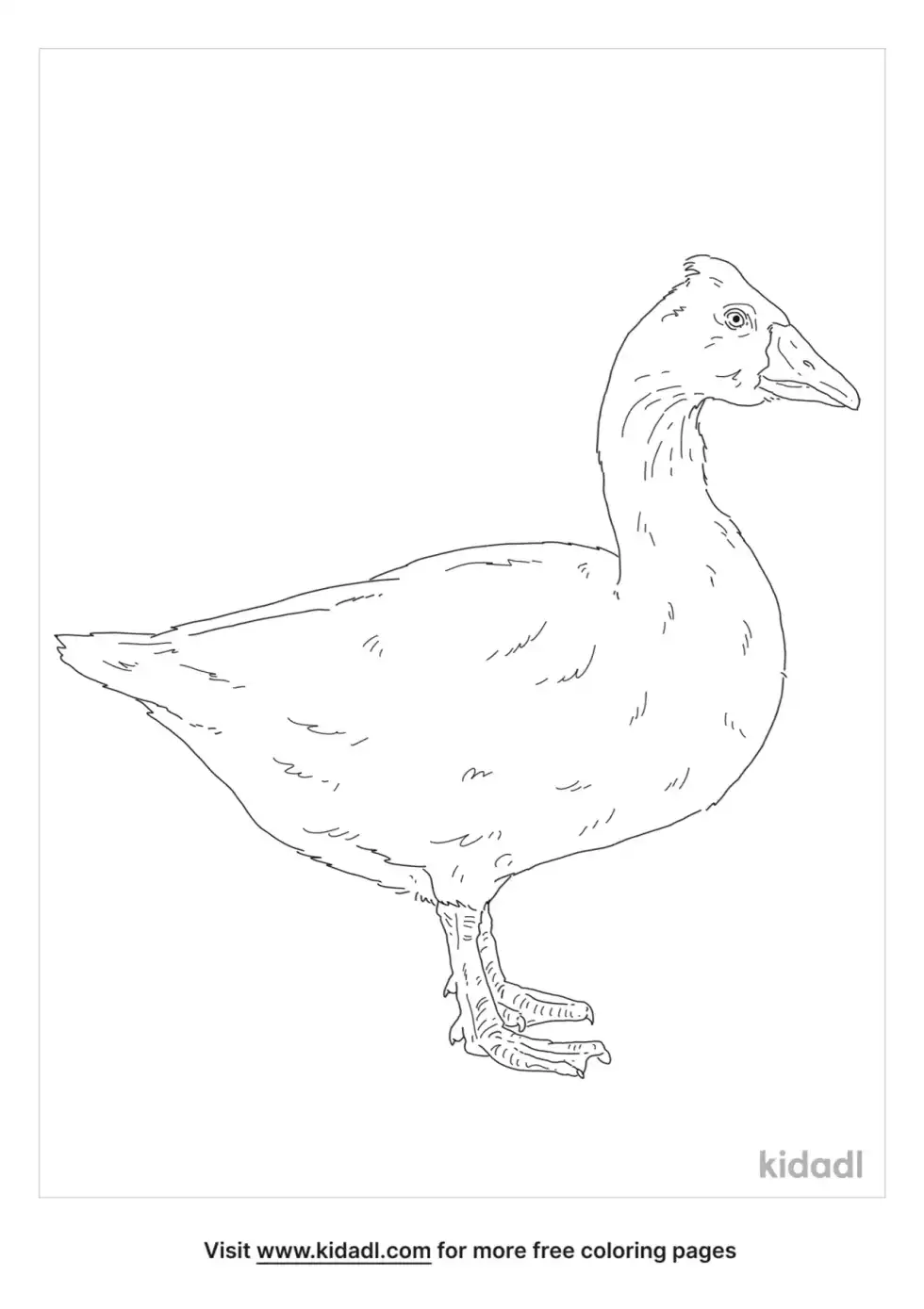 Roman Tufted Goose Coloring Page