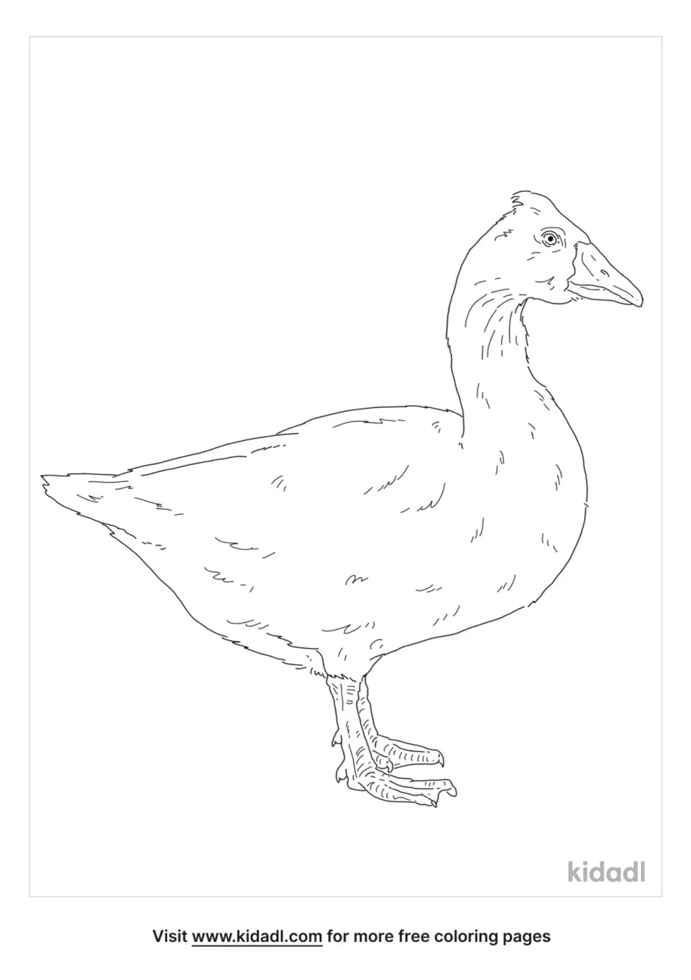 Roman Tufted Goose