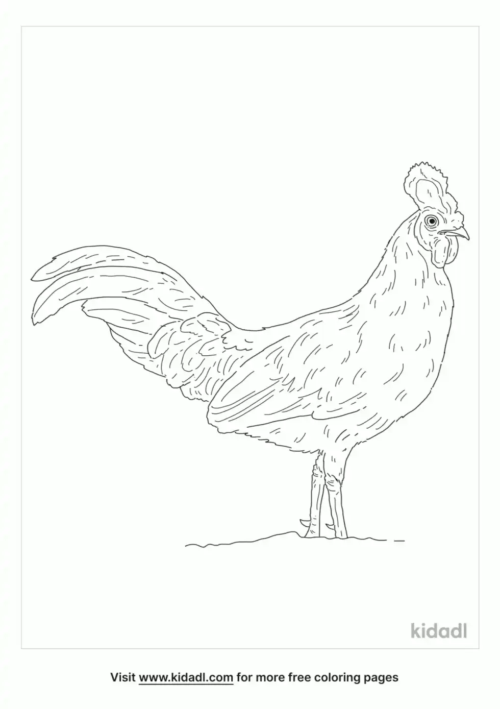 Sri Lanka Junglefowl Coloring Page