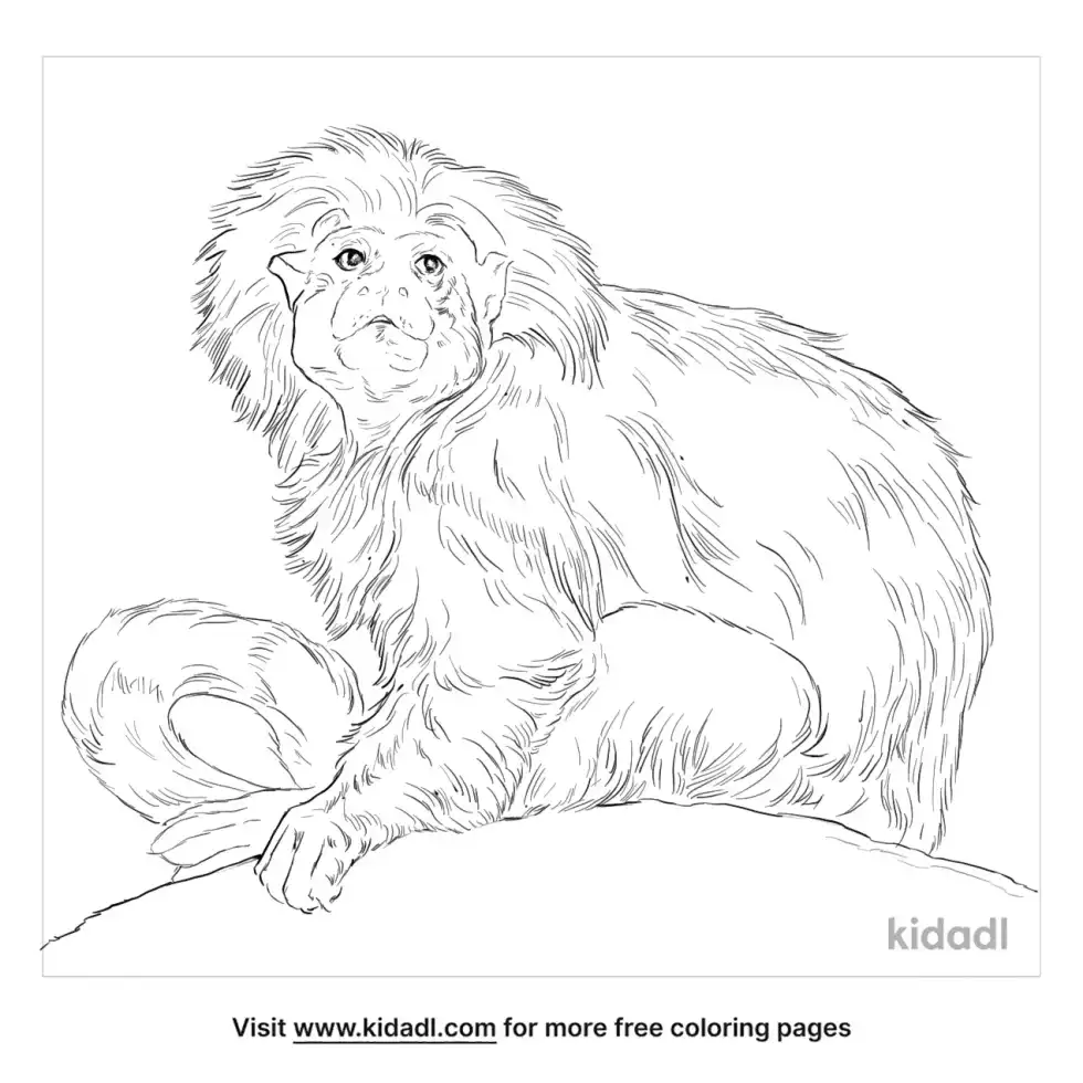Cottontop Tamarin Coloring Page