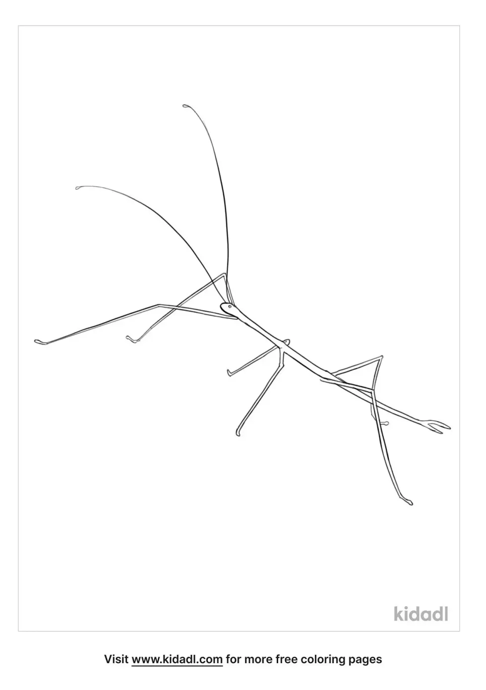 stick-insect-kidadl