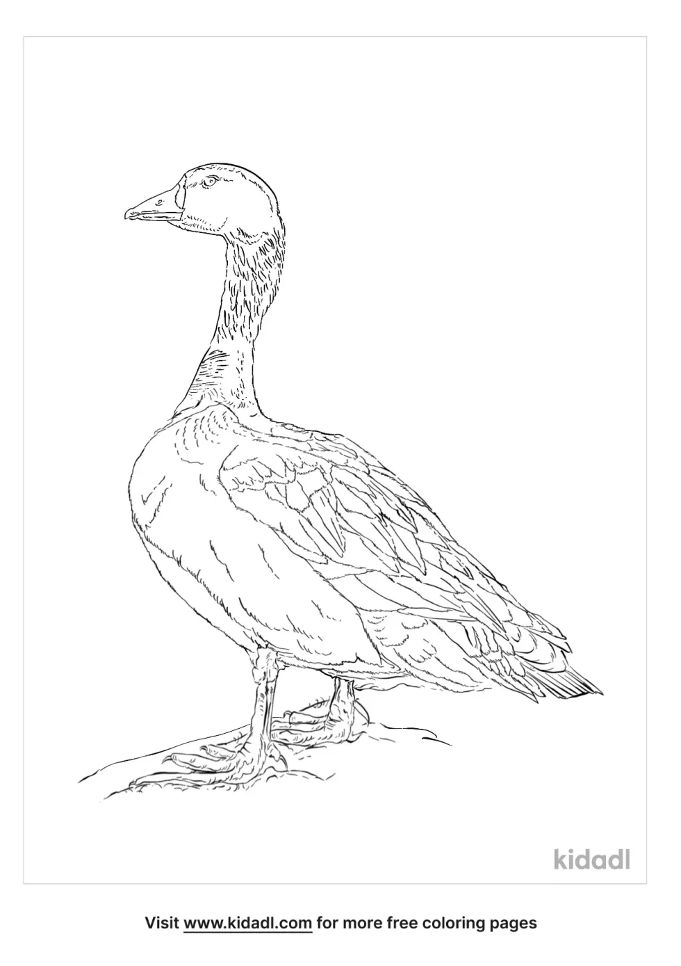 Greater White Fonted Goose Coloring Page