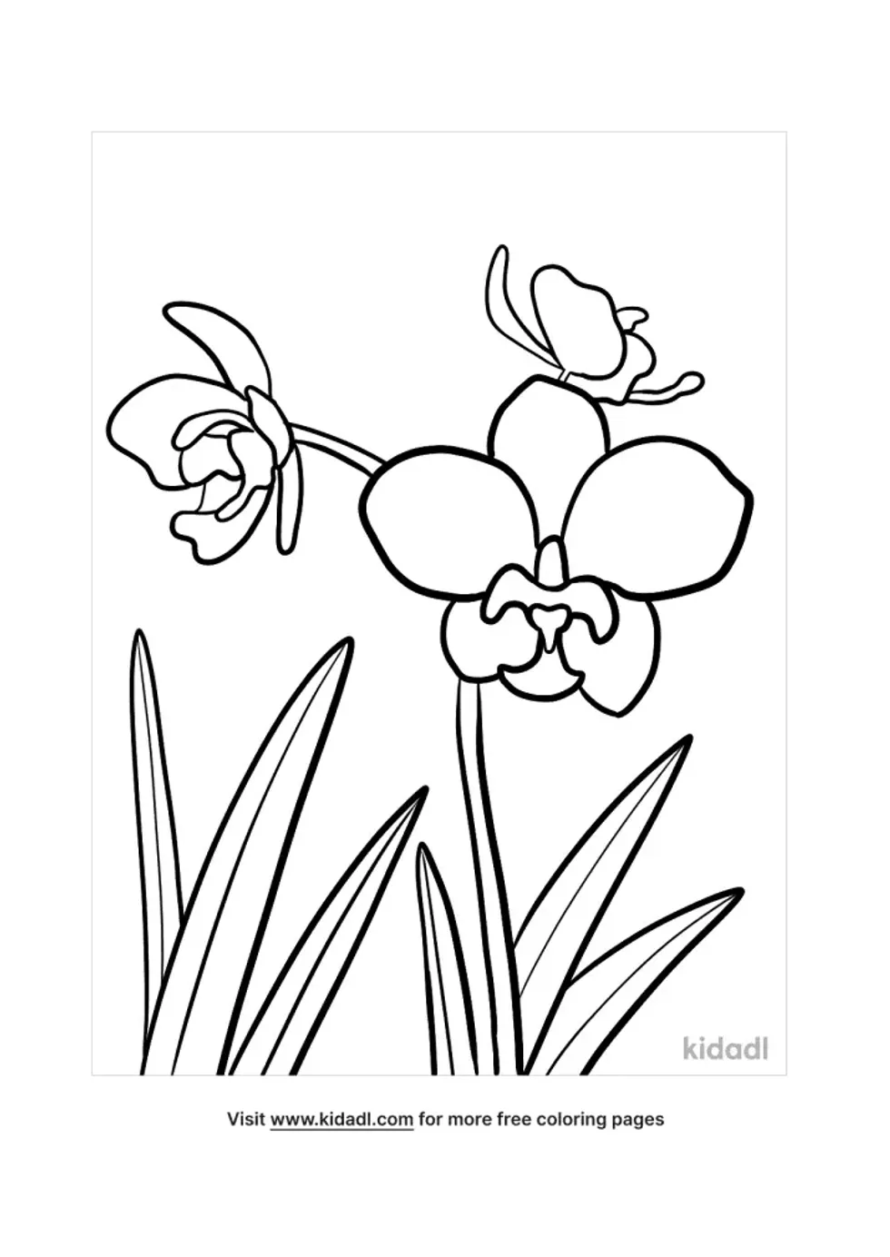Orchid Coloring Page