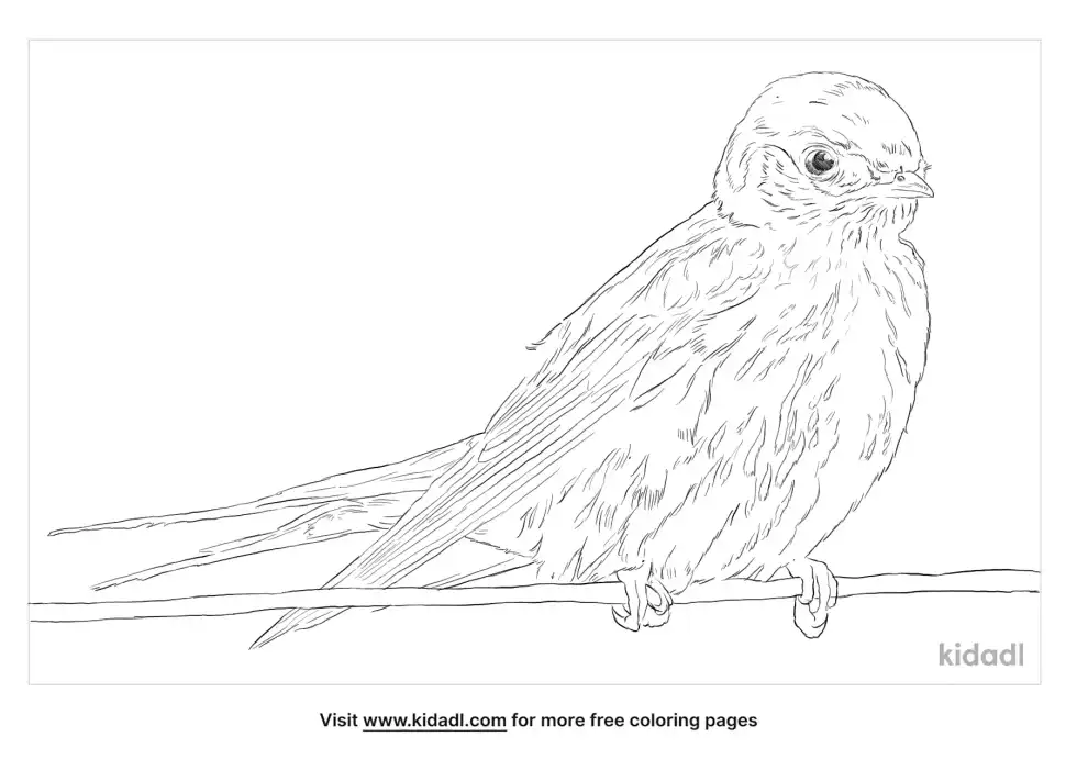 Greater Striped Swallow Coloring Page