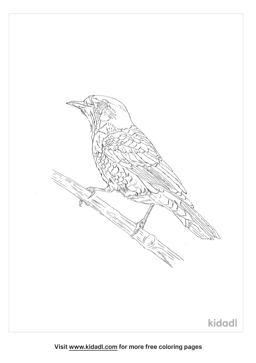 Asian Brown Flycatcher Coloring Page