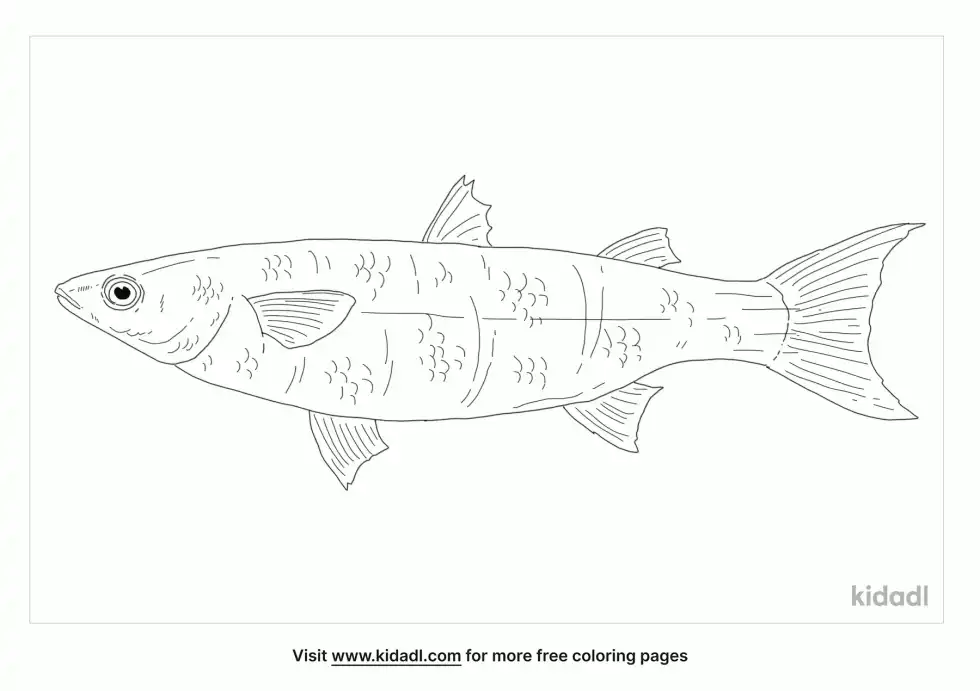 Sand Mullet Coloring Page