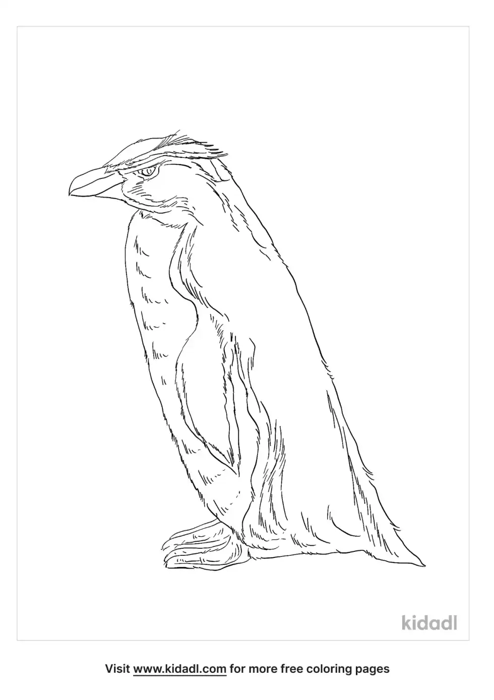 Fiordland Crested Penguin Coloring Page