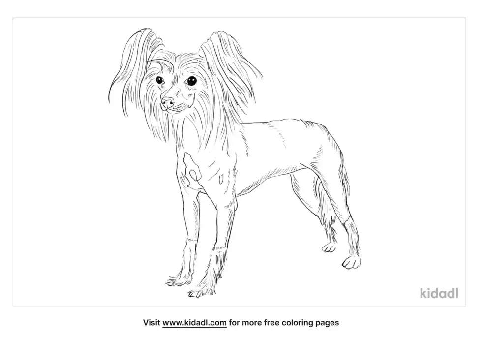 Chinese Crested Dog Coloring Page