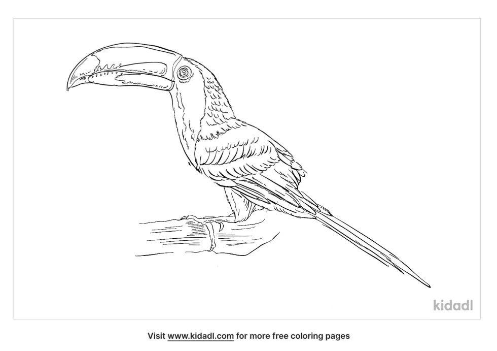 Aracari Bird