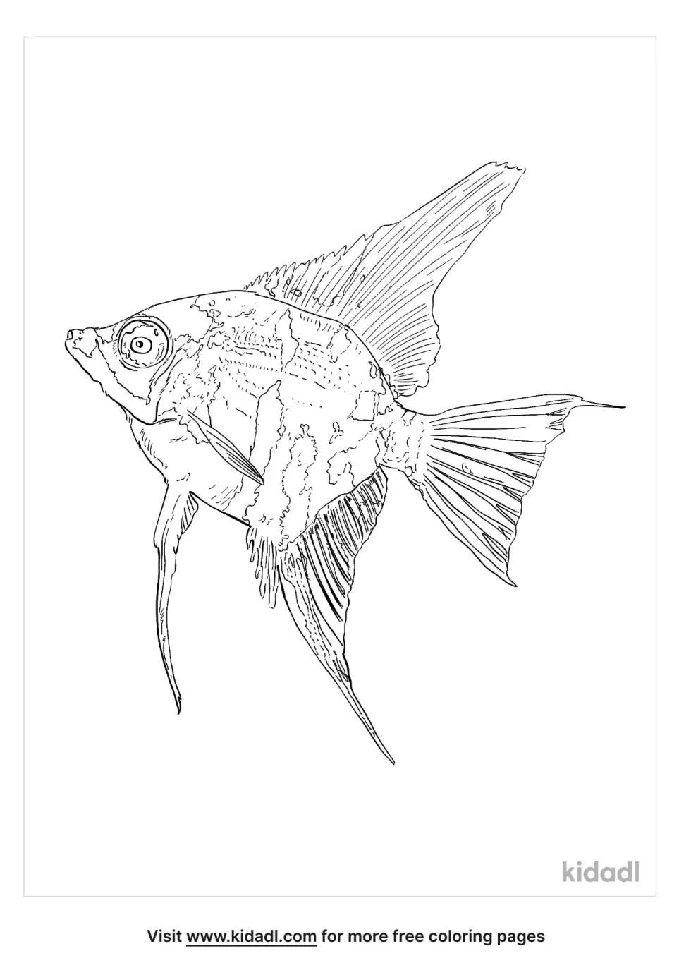 Angle Fish