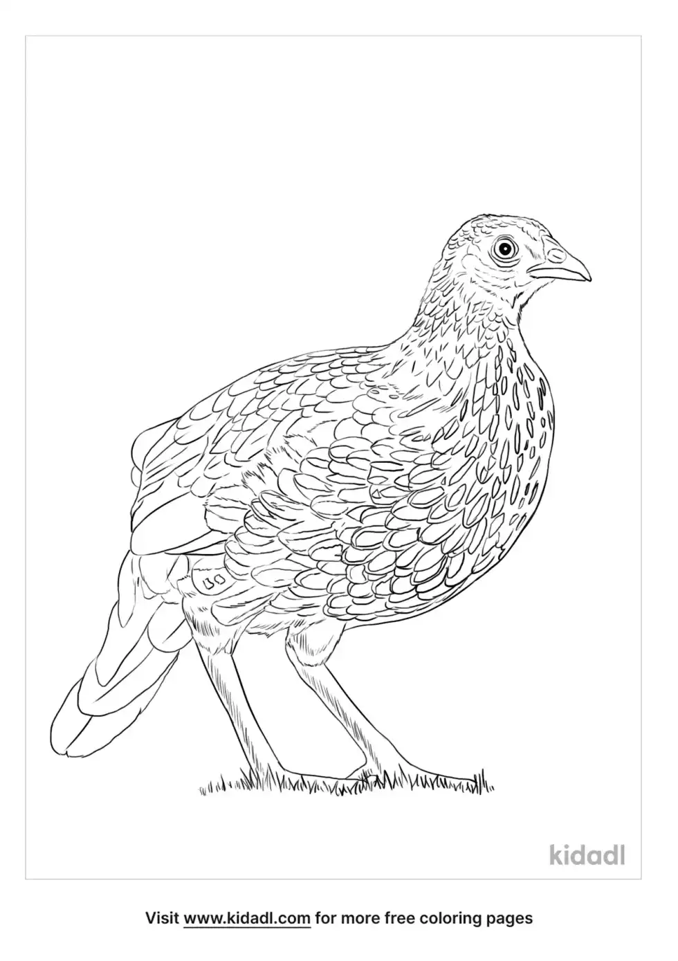 Grey Junglefowl Coloring Page