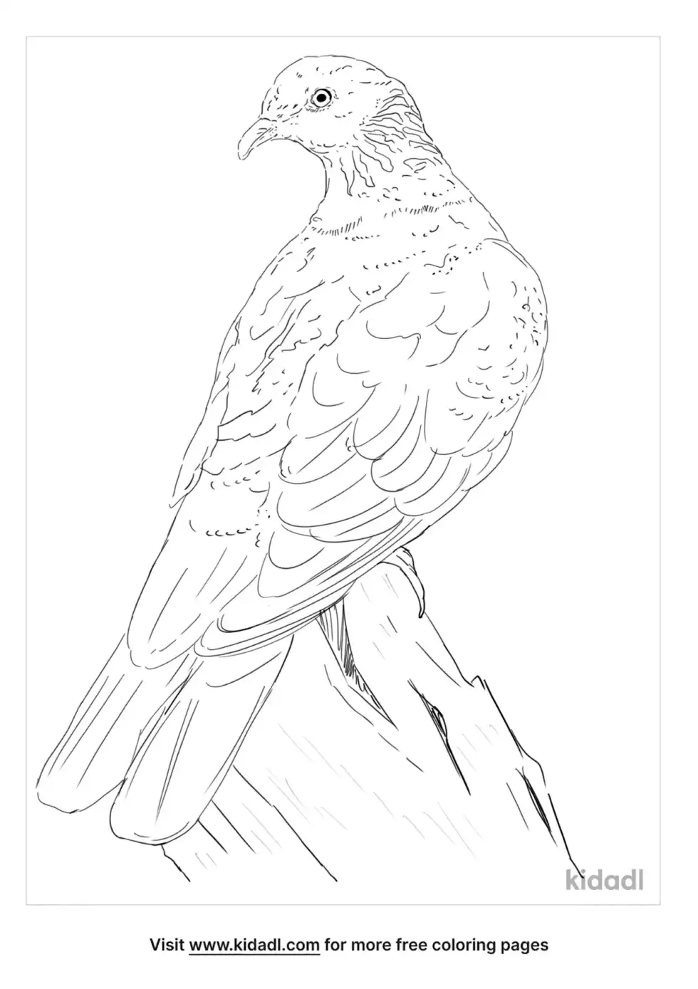 Nilgiri Wood Pigeon Coloring Page