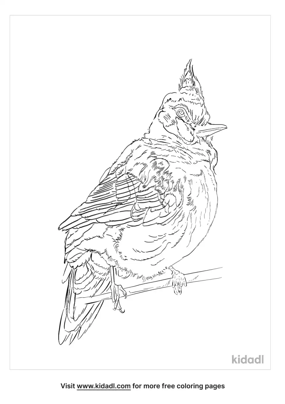 Thekla's Lark Coloring Page