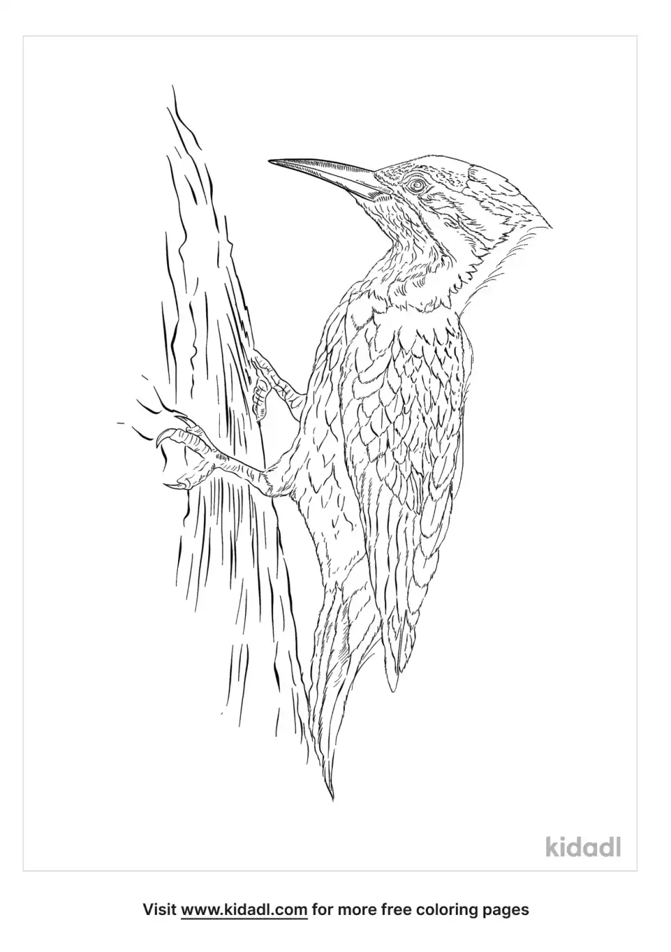 Flameback Woodpecker Coloring Page