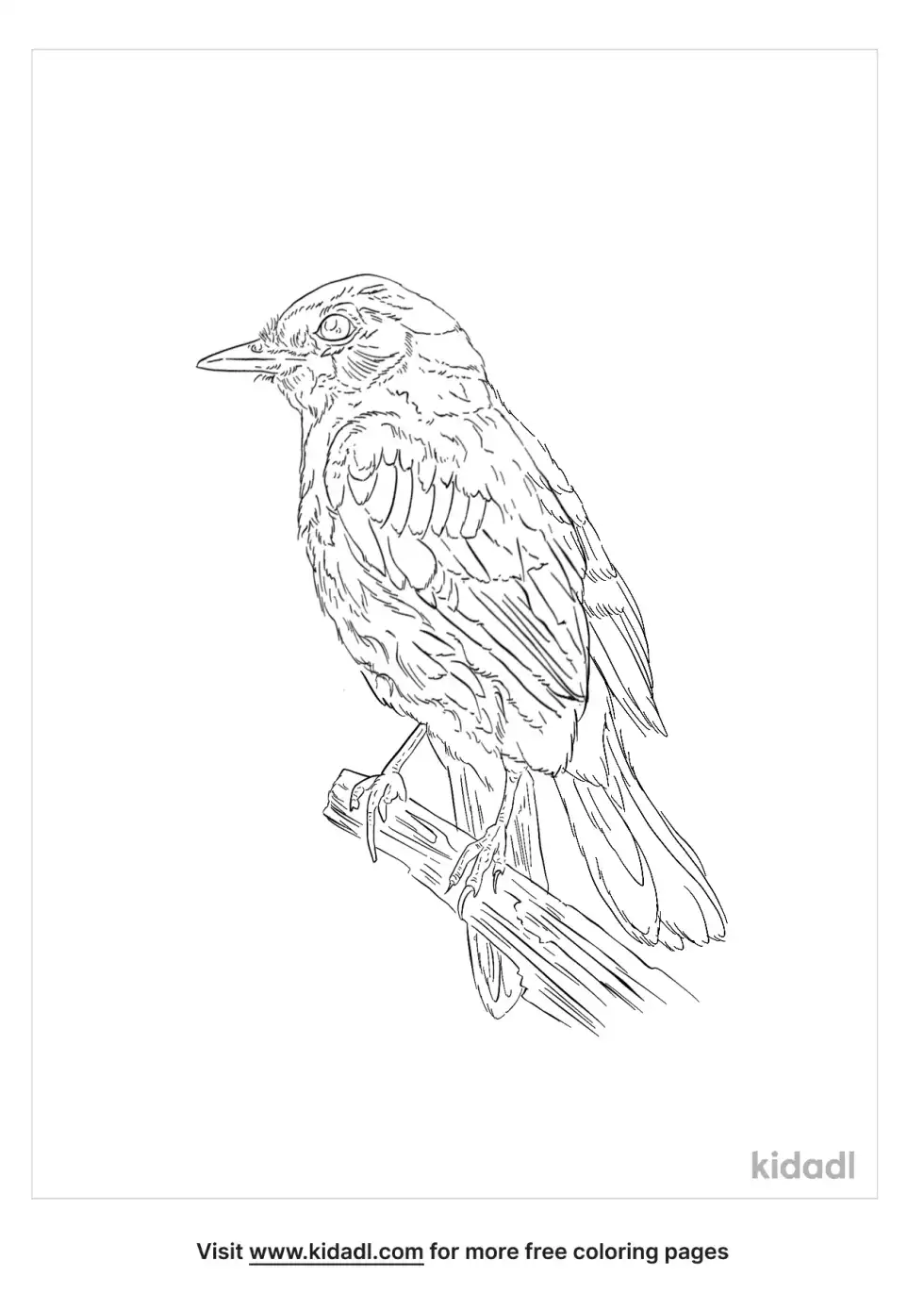 Empidonax Flycatcher Coloring Page