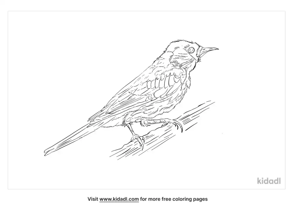 Karoo Chat Coloring Page