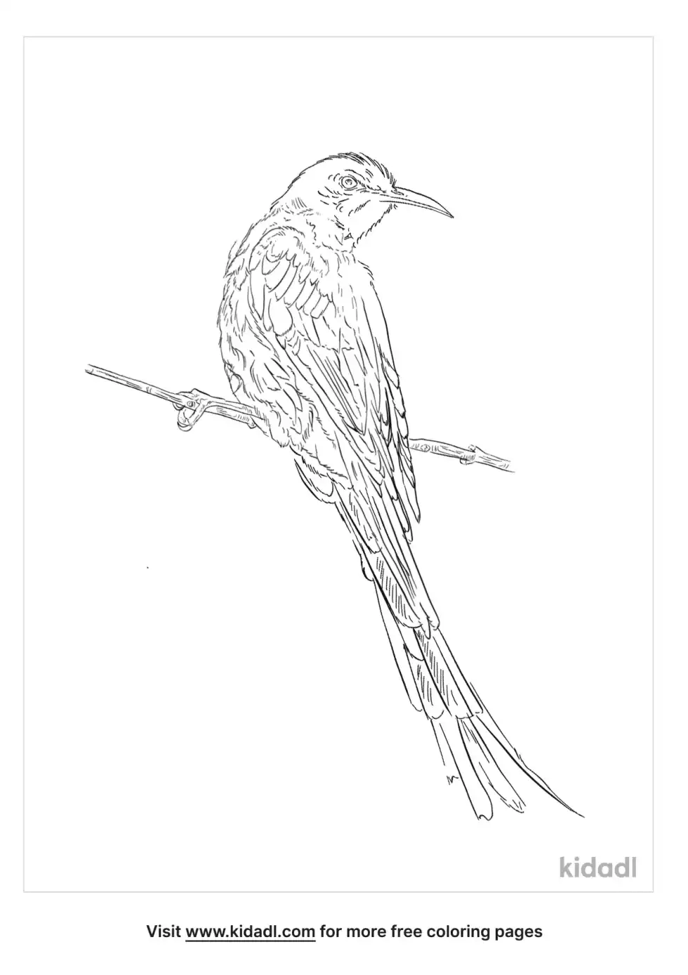 Sugarbird Coloring Page